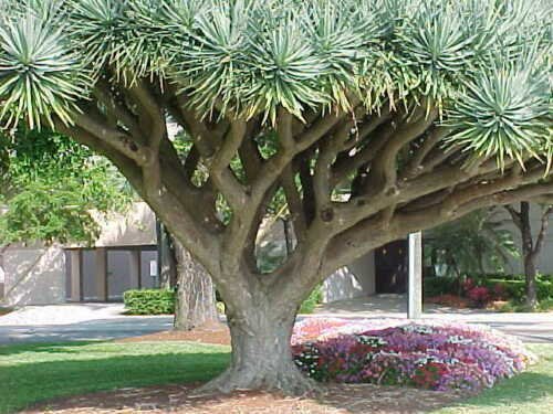Dragon Tree, Dracaena draco, 120 Seeds (Showy Evergreen) Ready To Ship