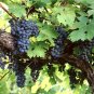 Amur Grape, Vitis amurensis, 240 Vine Seeds (Edible, Fast, Fall Color, Hardy) Ready To Ship