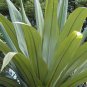 Blue Dracaena, Cordyline indivisa, Seeds (Tropical Evergreen) 1,800 seeds, Flowering Pl