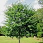 5 WINGED ELM TREES LIVE PLANTS SAPLINGS ORNAMENTAL SHADE CORK WAHOO ULMUS ALATA