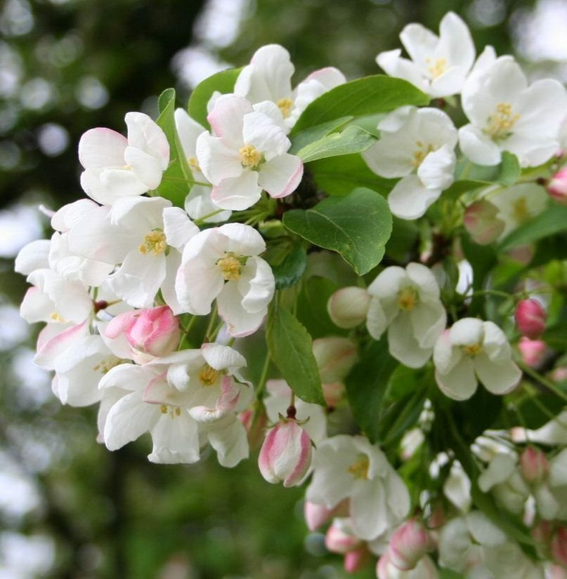 Siberian Crab Apple, Malus baccata, 800 Seeds, (Fast, Fragrant, Hardy) Ready To Ship