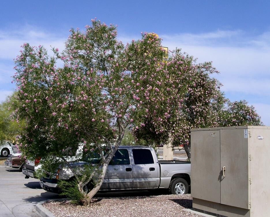 Desert Willow, Chilopsis linearis, 800 Seeds (Fast, Showy, Fragrant) Ready To Ship