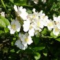 White Rugosa Rose, Rosa rugosa albiflora, 800 Shrub Seeds (Fast, Hardy, Fragrant) Ready To ship