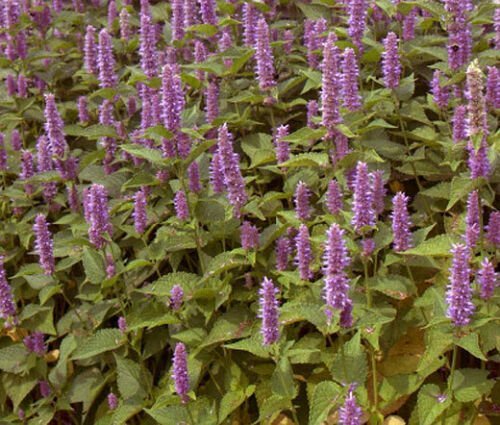 HYSSOP LAVENDER LICORICE MINT Agastache Foeniculum - 15,000 Bulk ct for germination