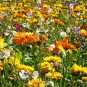 WILDFLOWER MIX 3B Bee Bird Butterfly - 1 Oz Bulk ct for germination