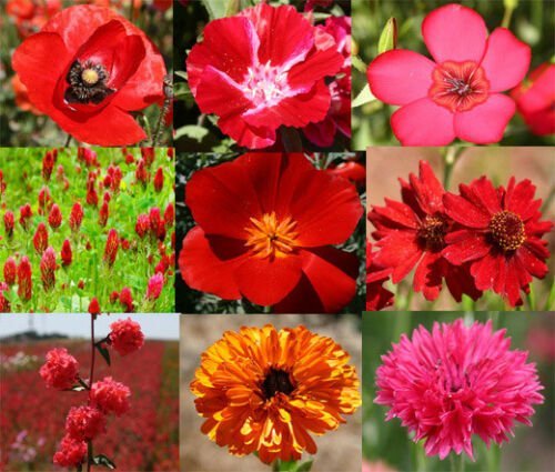 WILDFLOWER MIX RED - 1 Oz Bulk ct for germination