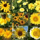 WILDFLOWER MIX YELLOW - 1 Oz Bulk ct for germination