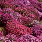AUBRIETA ROCK CRESS CASCADE MIX Aubrieta Hybrida Superbissima - 500 Bulk ct for germin