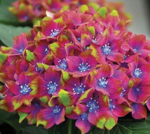 Pistachio Next Generation Mophead Hydrangea - Live Plant - 2 Gallon Pot