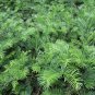 Spreading Japanese Plum Yew ( cephalotaxus ) - Live Plant - Trade Gallon Pot