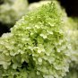 Limelight Panicle Hardy Hydrangea - Live Plant - Full Gallon Pot