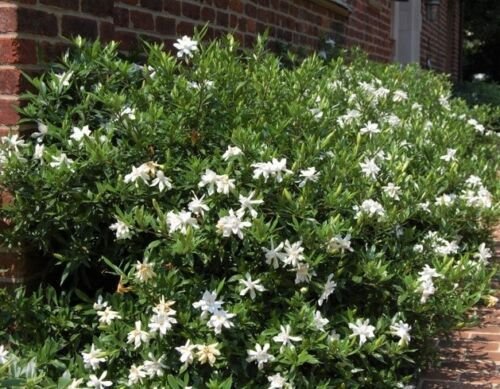 Frost Proof Gardenia ( cape jasmine ) - Live Plant - Trade Gallon Pot