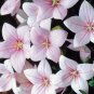 BALLOON FLOWER ROSE Platycodon Grandiflorus - 600 Bulk ct for germination