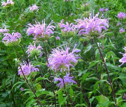 BERGAMOT WILD BEE BALM Monarda Fistulosa - 10,000 Bulk ct for germination