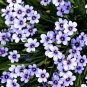 BLUE EYED GRASS Sisyrinchium Bellum - 1,500 Bulk ct for germination