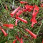 CIGAR PLANT SCARLET RED Cuphea Ignea Coan - 200 Bulk ct for germination