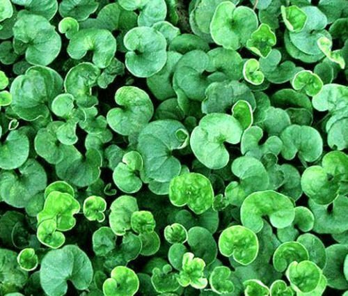 DICHONDRA GROUND COVER Dichondra Repens - 3,000 Bulk ct for germination