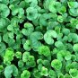 DICHONDRA GROUND COVER Dichondra Repens - 3,000 Bulk ct for germination