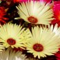 ICE PLANT GELATO YELLOW Dorotheanthus Bellidiformis - 1,000 Bulk ct for germination