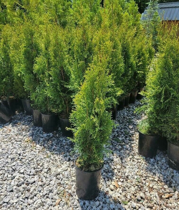 Emerald Green Arborvitae Tree ( Thuja ) - Live Plant - Trade Gallon Pot
