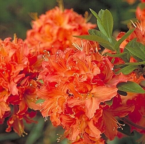 Mandarin Lights Orange Deciduous Azalea - Live Plant - Trade Gallon Pot