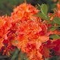 Mandarin Lights Orange Deciduous Azalea - Live Plant - Trade Gallon Pot