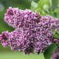 Sensation Lilac ( syringa ) - Live Plant - Trade Gallon Pot