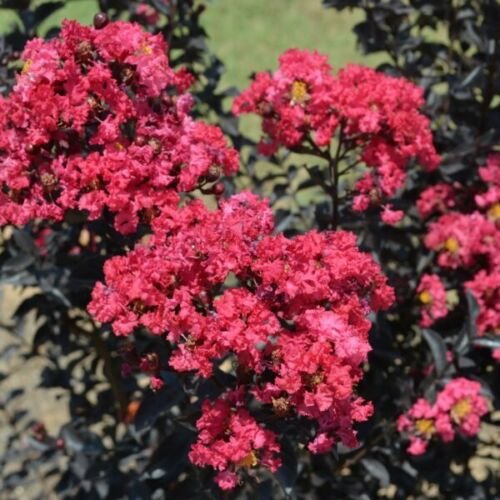 Indulgence Raspberry Gelato Crape Myrtle - Live Plant - Trade Gallon Pot