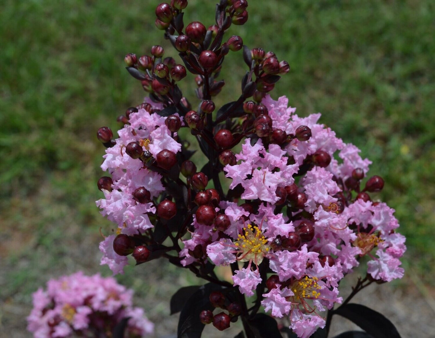 Indulgence Strawberry Gelato Crape Myrtle - Live Plant - Trade Gallon Pot