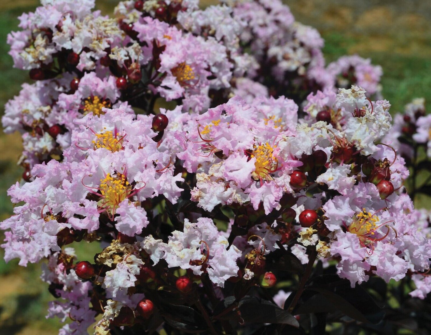 Indulgence Vanilla Gelato Crape Myrtle - Live Plant - Trade Gallon Pot