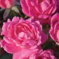 ( 3 ) - Pink Double Knockout Rose - Starter Plant ( SM ) ( 3 live plants )