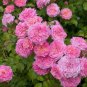 ( 3 ) - Sweet Drift Pink Groundcover Rose - Starter Plant (SM)( 3 live plants )