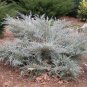 ( 3 ) - Angelica Blue Spreading Juniper - Starter Plant ( SM ) ( 3 live plants )
