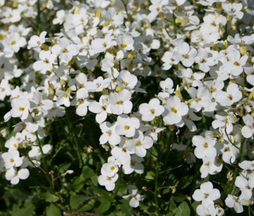 ARABIS WALL ROCK CRESS WHITE Arabis Alpina Caucasica - 500 Bulk ct for germination