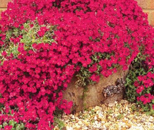 AUBRIETA ROCK CRESS CASCADE RED Aubrieta Hybrida Superbissima - 500 Bulk ct