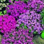 AUBRIETA ROCK CRESS ROYAL MIX Aubrieta Hybrida - 1,000 Bulk ct for germination