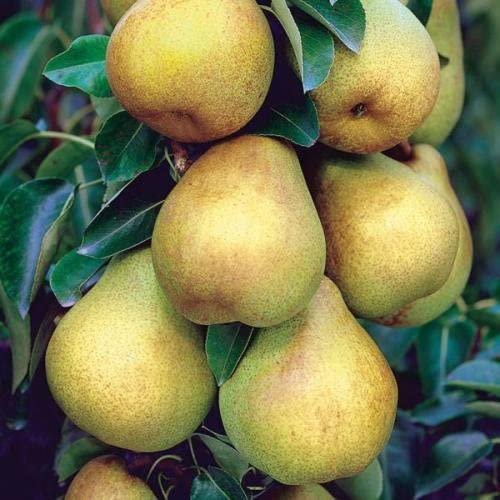 3 BARTLETT PEAR Fruit Tree Scion / Cutting / Rooting / Grafting 10-12 INCHES