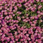 AUBRIETA ROCK CRESS WHITEWELL GEM Aubrieta Hybrida - 1,000 Bulk ct for germination