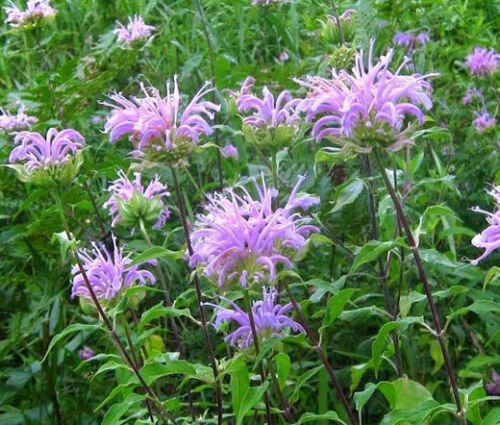 BERGAMOT WILD BEE BALM Monarda Fistulosa - 10,000 Bulk ct for germination