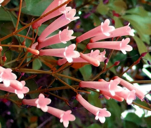 CIGAR PLANT ROSE Cuphea Ignea Coan - 200 Bulk ct for germination