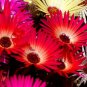 ICE PLANT GELATO BRIGHT RED Dorotheanthus Bellidiformis - 1,000 Bulk ct for germination