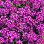 ALYSSUM PURPLE ROYAL CARPET Lobularia Maritima - 2,500 Bulk ct for germination