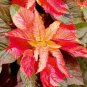 AMARANTHUS ILLUMINATION Amaranthus Tricolor - 1,000 Bulk ct for germination