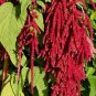 AMARANTHUS LOVE LIES BLEEDING RED Amaranthus Caudatus - 1,000 Bulk ct for germination