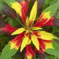 AMARANTHUS PERFECTA Amaranthus Tricolor - 1,000 Bulk ct for germination