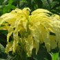 AMARANTHUS YELLOW Amaranthus Tricolor - 1,000 Bulk ct for germination