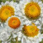 AMMOBIUM Alatum Grandiflorum - 1,000 Bulk ct for germination