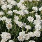 ARMERIA WHITE SEA TRIFT Armeria Maritima Alba - 200 Bulk ct for germination