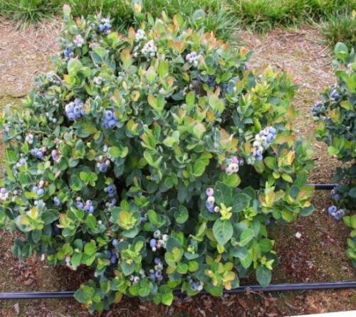 ( 3 ) - Top Hat Dwarf Blueberry - Starter Plant ( LG ) ( 3 plants )