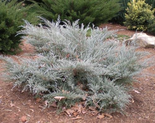 ( 3 ) - Angelica Blue Spreading Juniper - Starter Plant ( SM ) ( 3 live plants )